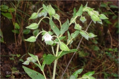 Trichodesma sedgwickianum